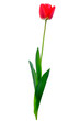 Tulip