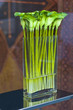 Green callas in a vase