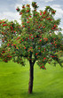 Photo: Apple Apple