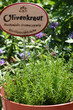 Olivenkraut