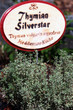 Thymian