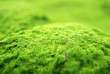 Ocean Plants Mountain Ocean Plants Mountain