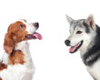 Two dogs of different breeds