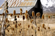 Thistles