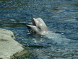 Photo: Beluga Beluga