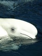Photo: Beluga Beluga