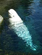 Photo: Beluga Beluga