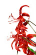 red tiger lily