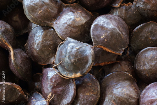 archidendron pauciflorum