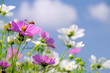 Cosmea 08