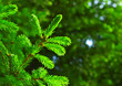 fir branch