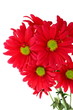 Bunch of red daisy chrysanthemums