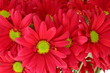 Bunch of red chrysanthemum daisies