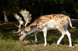 sika deer with big horning