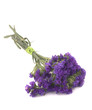 Statice flowers - Limonium Sinuatum