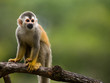Squirrel monkey in a branch in Costa Rica Squirrel monkey in a branch in Costa Rica