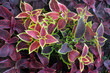 Photo: Closeup Ornamental Plants Closeup Ornamental Plants