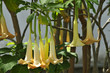 Fleurs jaunes de Brugmansia à Ténérife aux îles Canaries Fleurs jaunes de Brugmansia à Ténérife aux îles Canaries