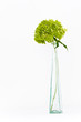 Dried green hortensia (hydrangea) flowers in tall glass vase
