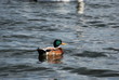 Colvert