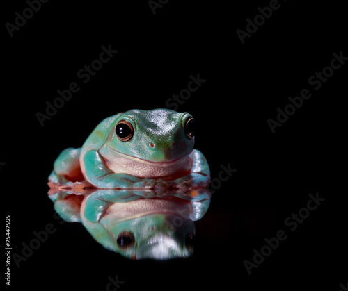 Photo: Green Tree Frog Sitting on Mirrored Surface Green Tree Frog Sitting on Mirrored Surface