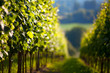 Weinberge