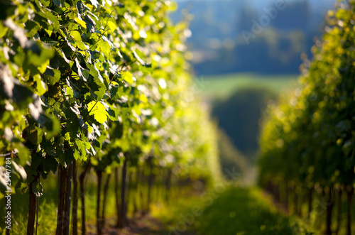 Foto: Weinberge Weinberge