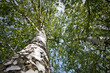 Birch