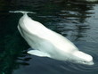 Photo: Beluga Beluga