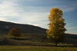 árboles en otoño