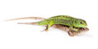 Lizards isolated on white background.
