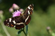Landkärtchen auf Distelblüte
