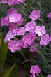 Detail of pink blow of small variety carnation