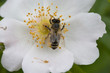 Detail of honeybee on the white blow of eglantine