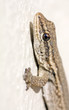 Common Lizard (Juvenile)
