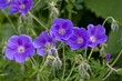 Detail of four blows of blue meadow cranesbill with bud