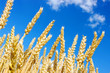 Wheat close-up