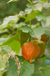Physalis alkekengi