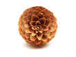 pine cones