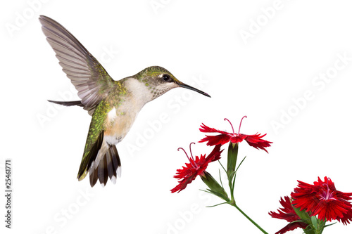 Photo: hummingbird and three dianthus hummingbird and three dianthus
