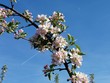 apple blossom branch