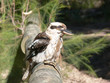 Kookaburra II