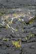 Hawaii Volcanoes National Park, USA..