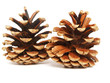 pine cones