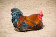 Cock