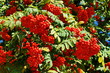 Rowan