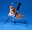 Goldhamster_111366