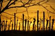 Winter sunset in the vineyard