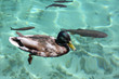 Drake mallard and fishes