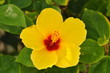 gelber hibiskus Detail